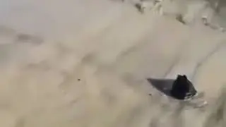 Жительница Приморья обнаружила в море устрашающее животное
