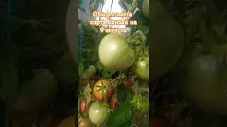 Обзор томата сорта Банзай за лето. 9 августа. #огород #помидоры #дача