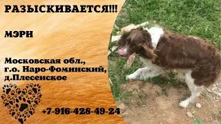 Пропала собака ! МЭРИ , Московская область , г.о. Наро-Фоминский