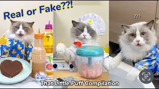 "Real or Fake" Compilation🤔 | That Little Puff