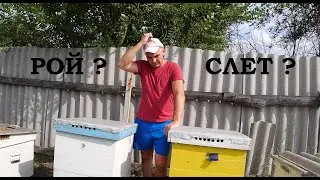 Как определить: это роение или слет пчелосемьи в конце августа?