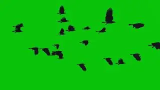 GREEN SCREEN  birds Flying effects copyright free| chroma key  green screen animation screen effects