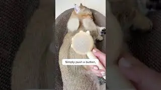 You need to brush your cat today!