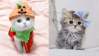 Cute and Funny Cats Compilation September 2019