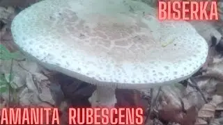 BISERKA (Amanita rubescens)