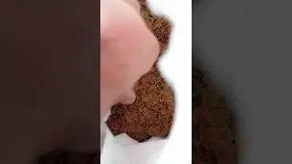 Вкусняшки для дискусов