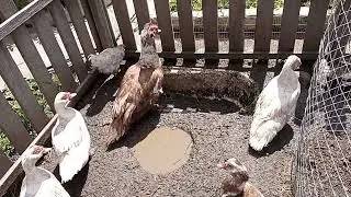Индоутки. Чем кормлю утят.
