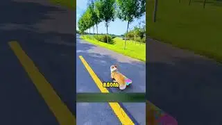 Щенок был счастлив с его любимым скейтбордом, пока не произошло это...💔