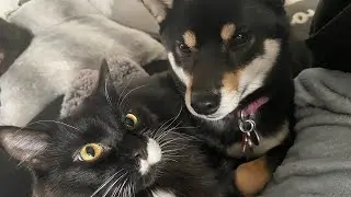 Zoey the Shiba inu sometimes forgets to fetch