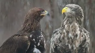 Golden eagle or white-tailed eagle? Who will get the loot?