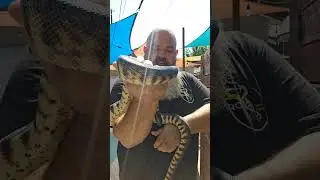 Be careful with your snakes in the heat!