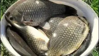 Как поймать крупного карася в апреле? секреты ловли карася.