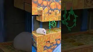 Hamster Sonic Maze ep. 3 🐹 Homura Ham Pets