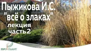 Лекция Ирины Семёновны Пыжиковой «Декоративные травы - применение и опыт выращивания