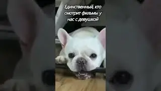 единственный кто смотрит фильм мини французские бульдоги 