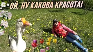Весення прогулка с гусями в парке «Сад будущего» / AIDA ASKEROVA