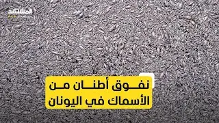 مخاوف من كارثة بيئية في اليونان بعد نفوق أطنان من الأسماك