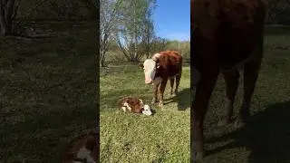 Что хозяин делает первым делом? 