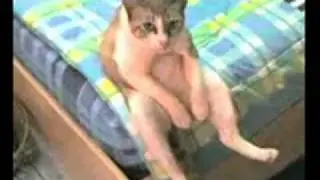 Котяра в депрессии!!!