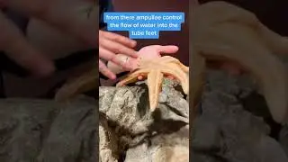Does a sea star have blood? An expert from the New England Aquarium explains. 