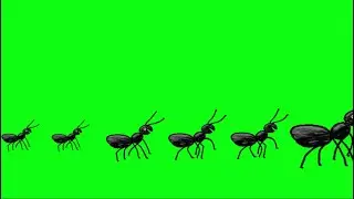 Ant walking green screen 