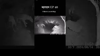 UP mein bhediyon ka aatank.