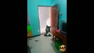 Tom and Jerry / green screen Tom / funny tom / cartoon video