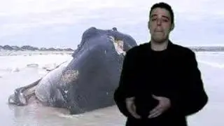 OrcaDirect - We Sell Beached Whales!
