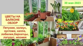Цветы на балконе. Петуния, бархатцы, львиный зев, лобелия, эустома, колеус. 30 мая 2023