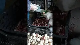Ч2 Подготовка луковиц тюльпан к посадке