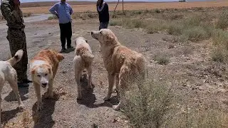 породные Алабаи чистые как слеза младенца!
