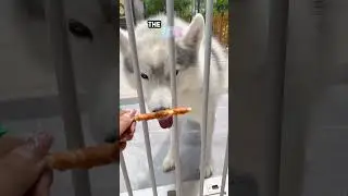 these smart dogs did a funny challenge with their owner 😍