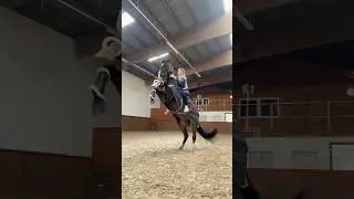 Little cutie Licardon 🐴🖤 