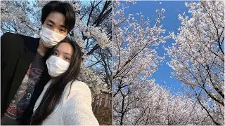 🇰🇷Цветение вишни в Сеуле
