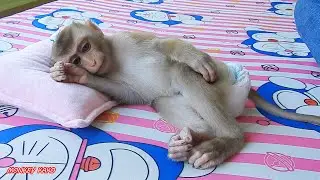 Cute Monkey | Reaction Baby Monkey Luna Sleep Midday On Beautiful Pillow
