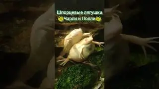 Лягушачья любовь. Сладкая парочка. Вдвоём 