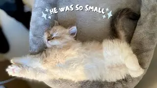 Ragdoll from Kitten to Adult 😻 Colour Transformation Blue & Seal Lynx Point Ragdoll Cats