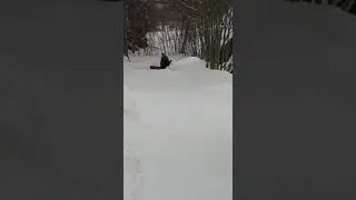 собакен развлекается