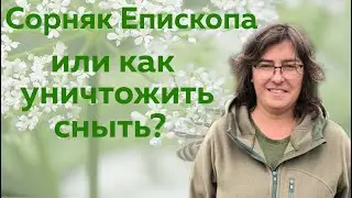 Сюжет не для впечатлительных. Сорняк Епископа, что это и как с этим бороться?