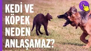 Kediler ve köpekler neden anlaşamazlar | İlginç Bilgiler | Aklında Olsun