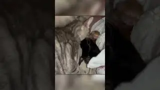 Мама Кошка Принесла Всех Котят в Постель