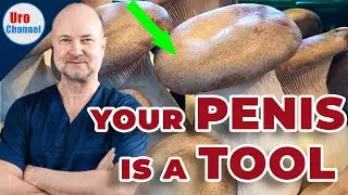 Why is the penis mushroom shaped? | UroChannel