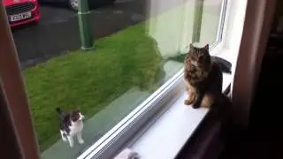 Crazy Cat JUMPS INTO WINDOW.