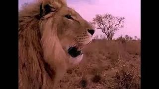 IRON LION ZION - BOB MARLEY AND THE WAILERS (Songs of Freedom 1992)