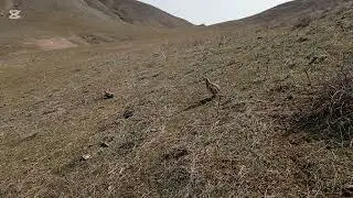 Охота на кеклика. Кабкшикор