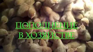 ПРИБАВЛЕНИЕ В ХОЗЯЙСТВЕ/ТЕХАСКИЙ ПЕРЕПЕЛ/