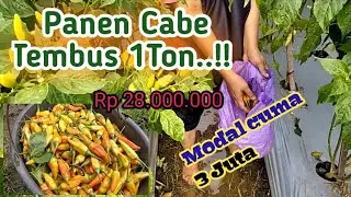 Funtastic Panen Cabe Tembus 1Ton | Cuma Modal 3Juta | Panen Raya Petani Cabe | @kendeltani