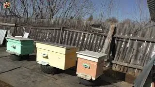 У кого-то уже мёд в магазинах, а у меня ещё тепла не было.😮