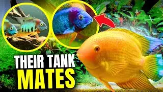 15 BEST Severum Tank Mates...