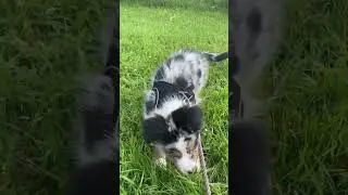 Newton the australian Shepherd meets Feather #australianshepherd #cutedog #cat #dogcare